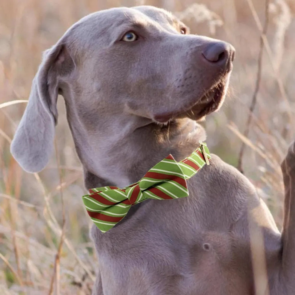 Striped green dog collar with a red bow, showing engraving space and adjustable buckle.