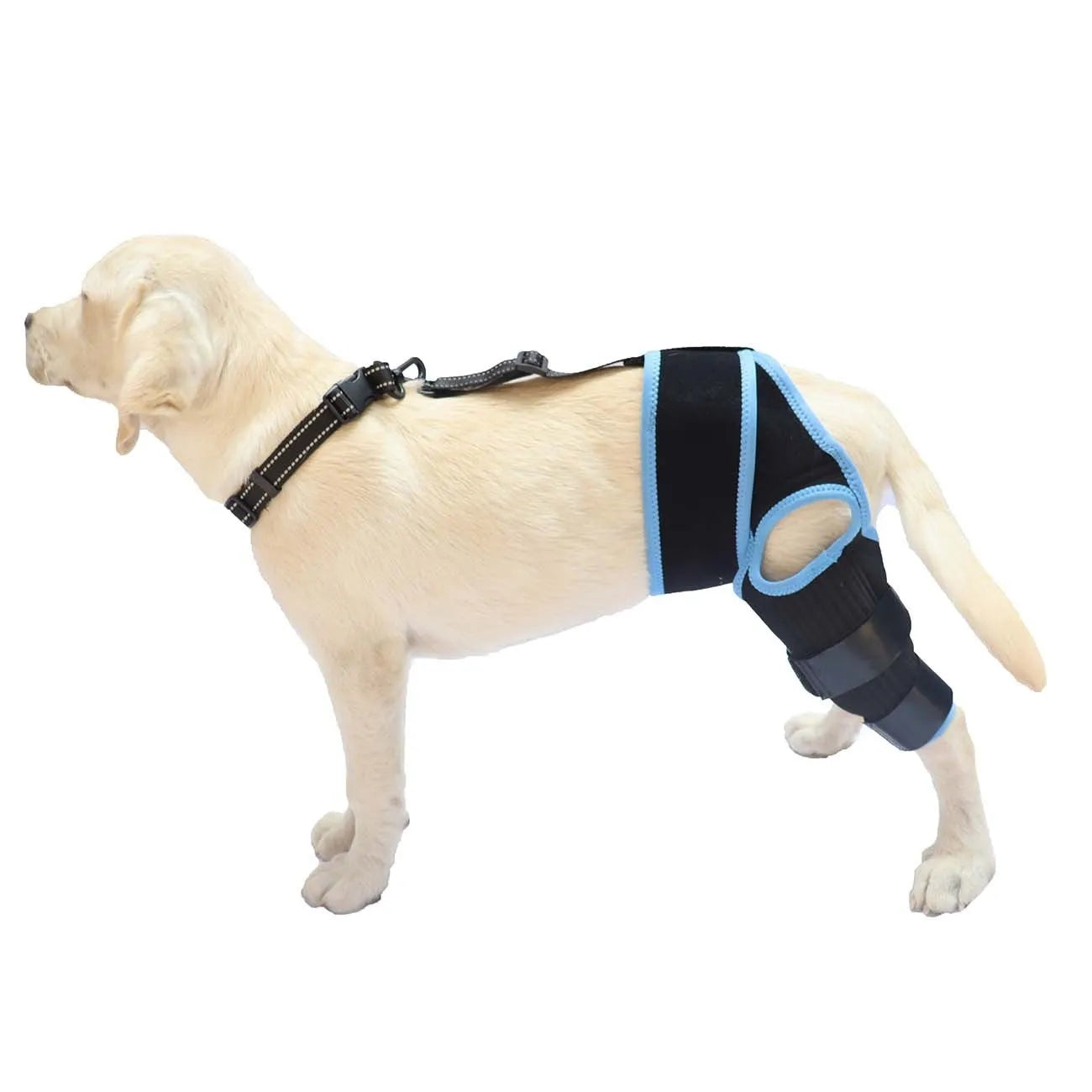 Neoprene dog hind leg knee brace assist strap shown in collar black colour, sized for medium dog.