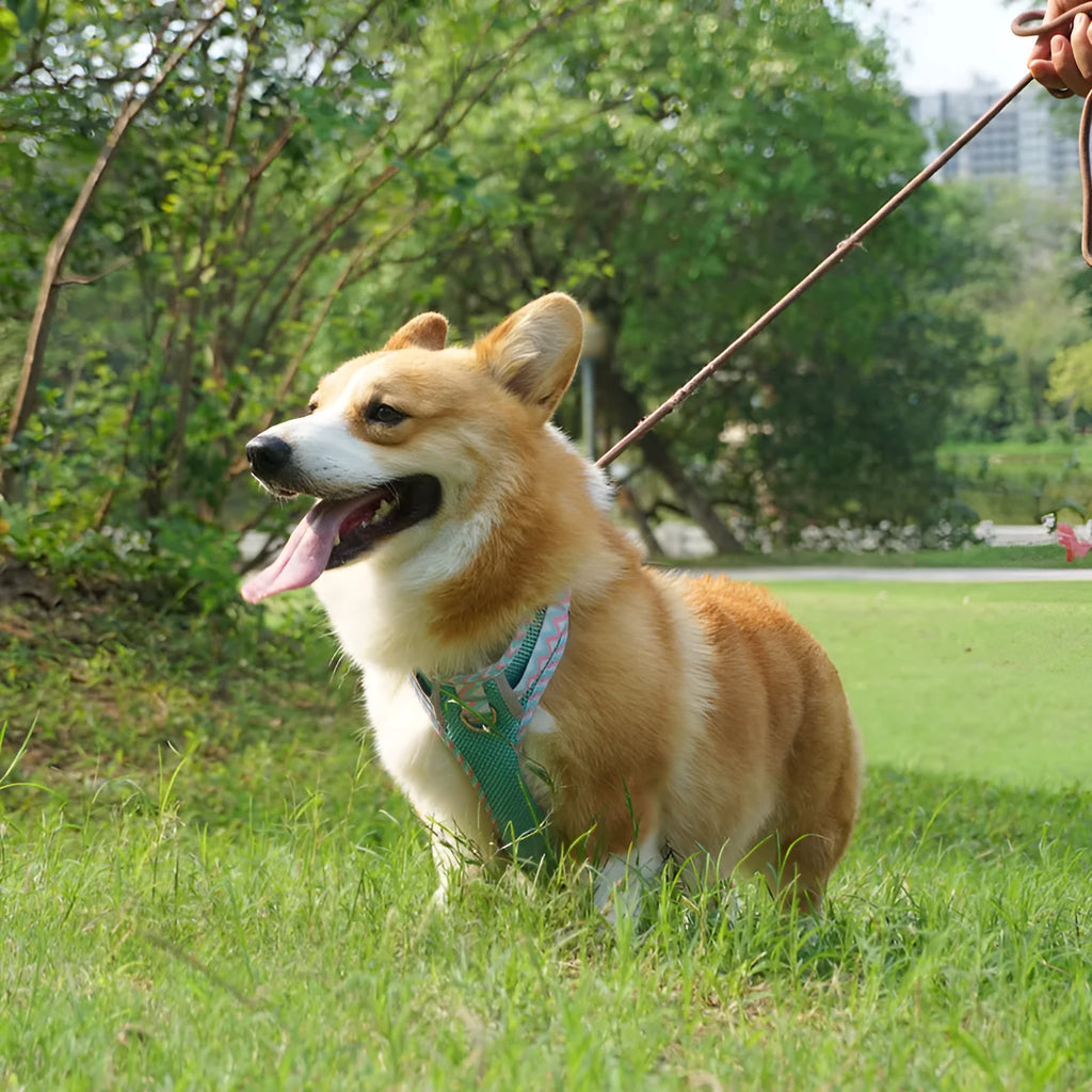 Dog hand holding rope vest pet harness reflective stripe in mountain blue with rope and chain ring