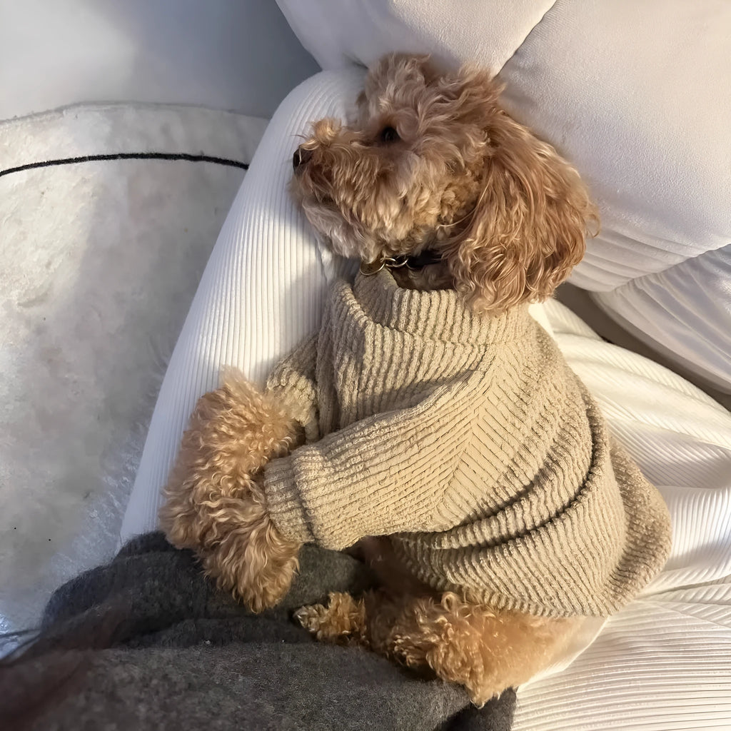 Brown cloth dog pullover sweater on a small white dog, showing casual style.