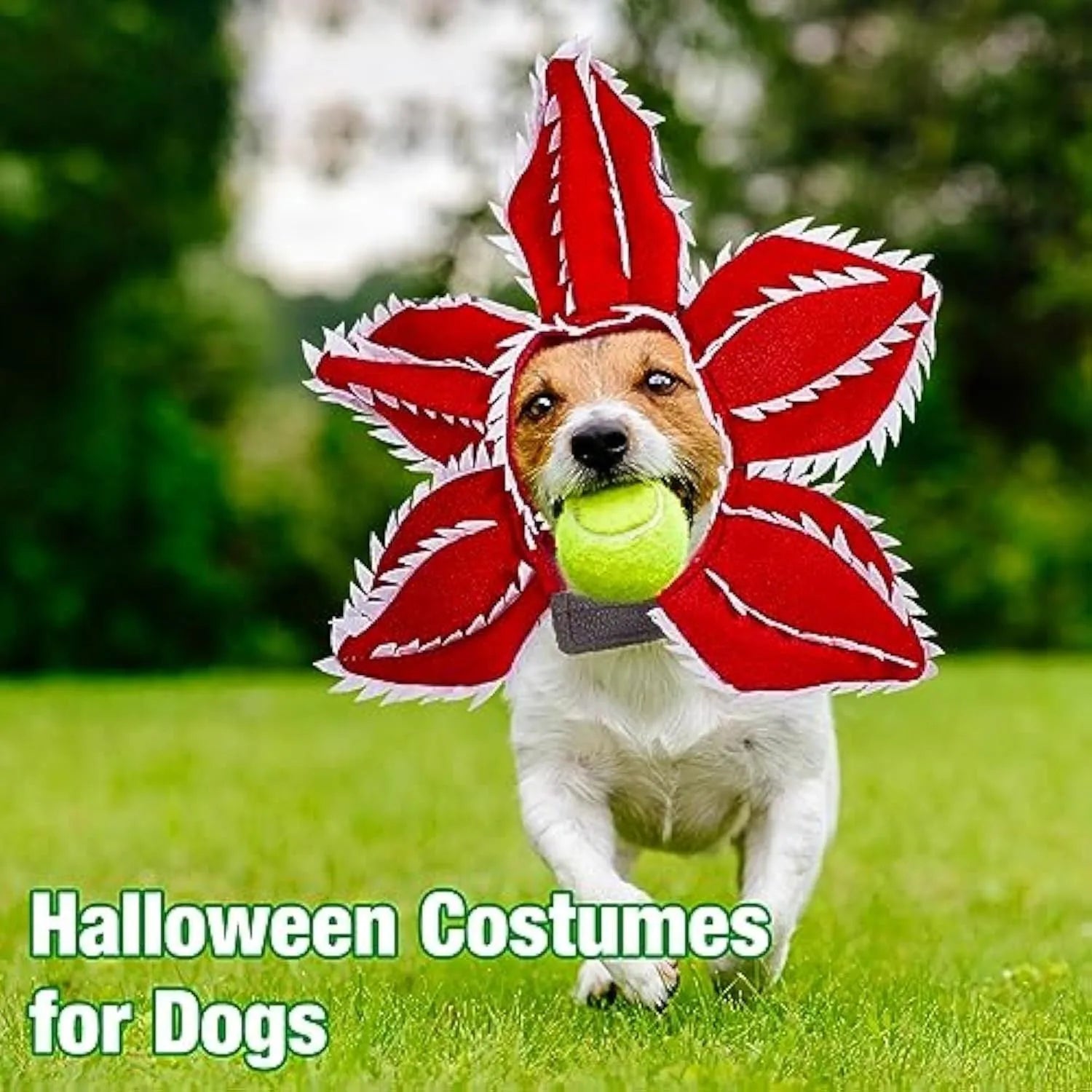 Medium dog demon horn costume headband with black plastic horns and red flower for Halloween