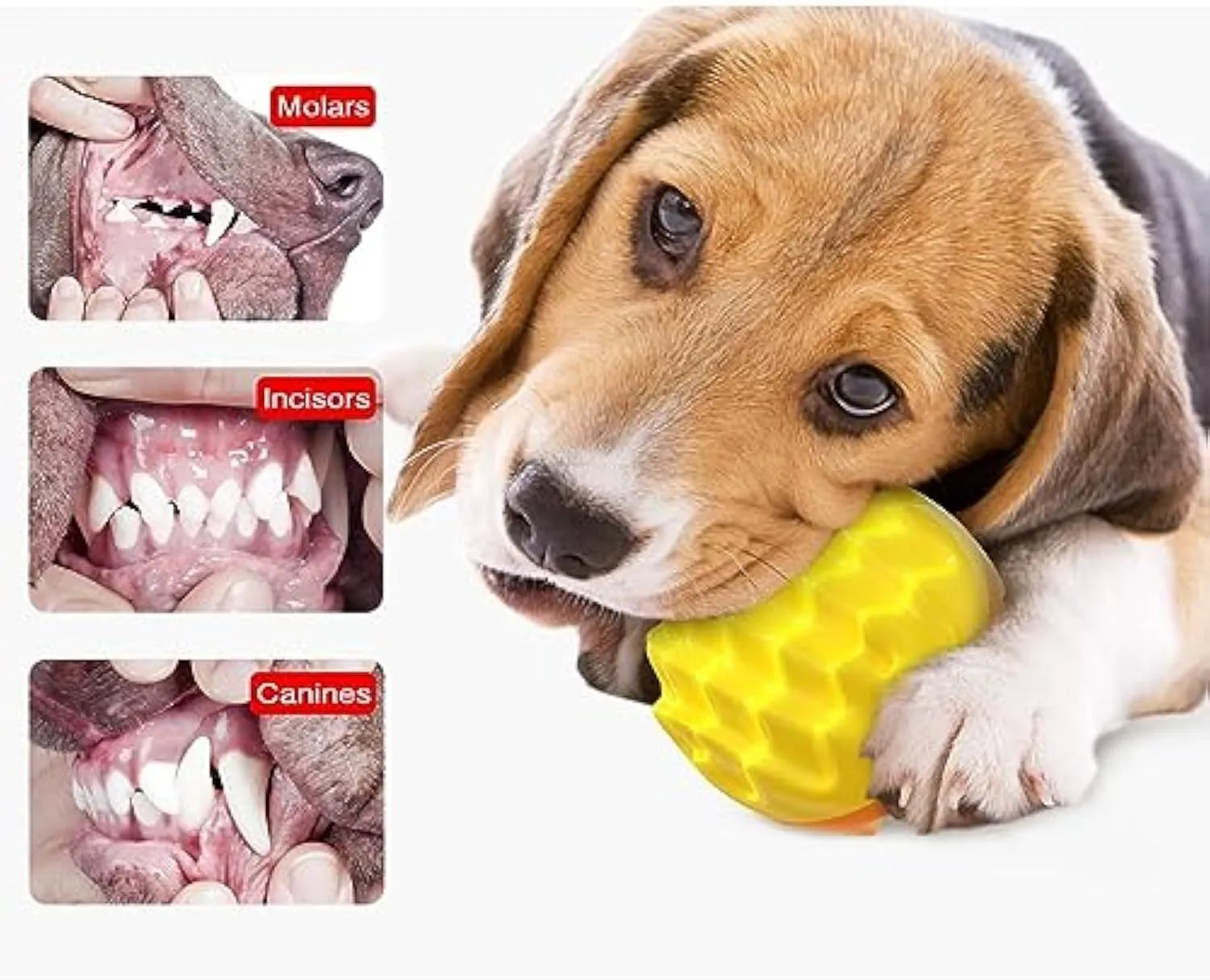 Blue spiky rubber dog ball with squeaker for dental cleaning and water fetch