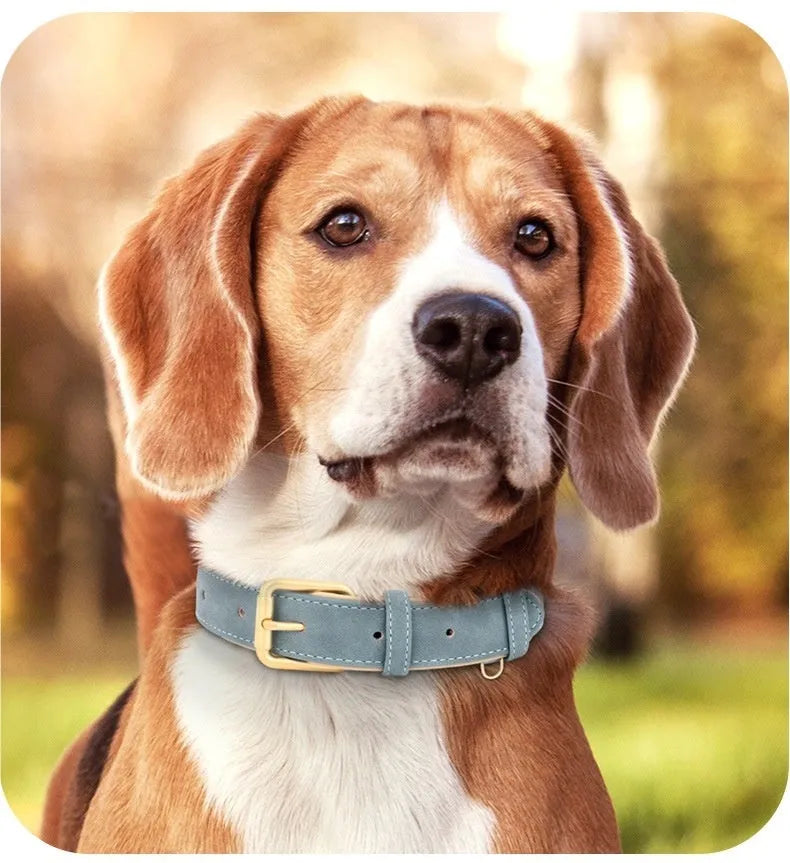 A blue double-layer leather dog collar with a matching leash on a white background.