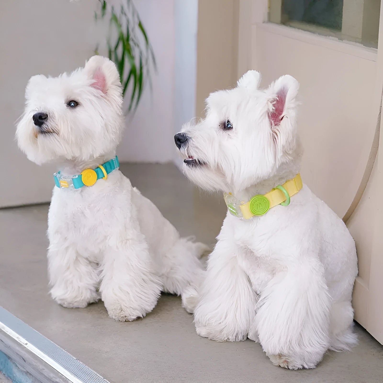 Nylon dog collar and matching leash set shown in smoky grey, new green, lemon yellow, and rose pink colour options.