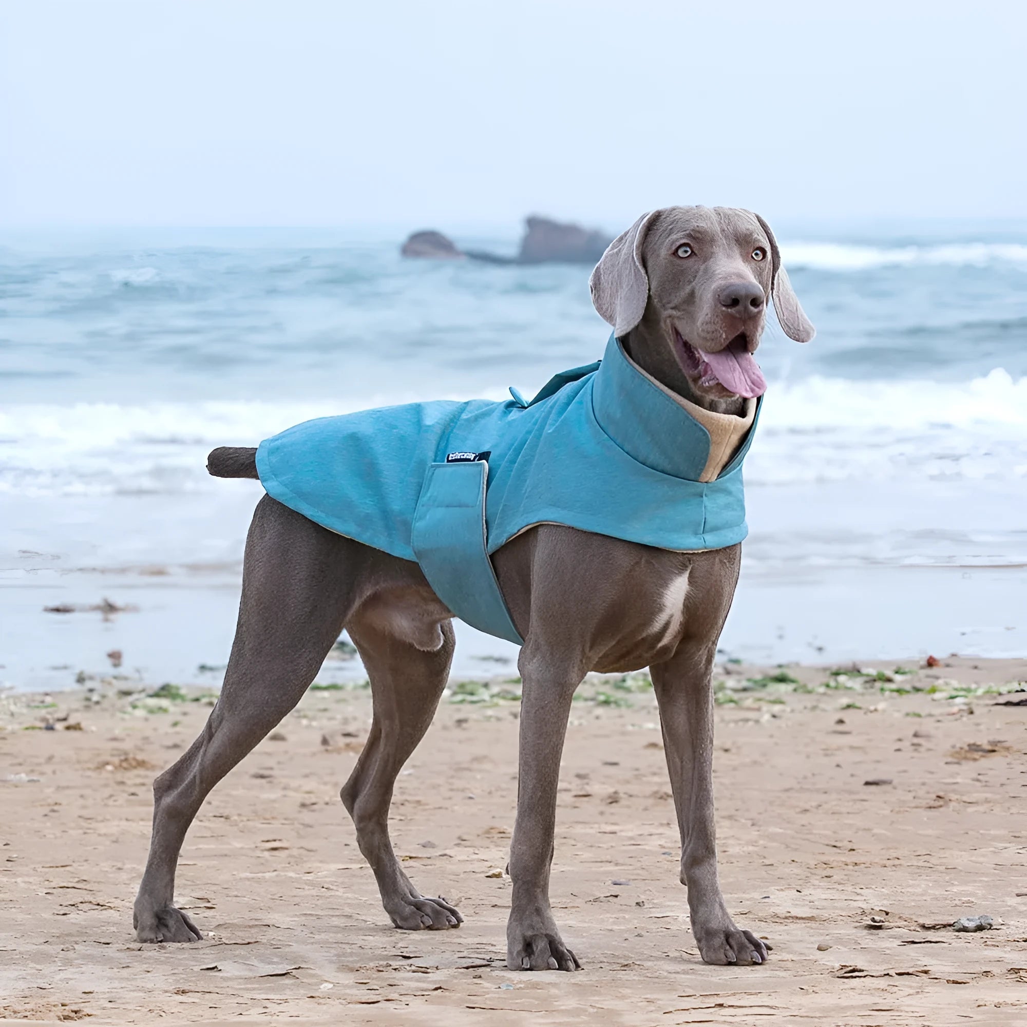 Medium large dog wearing polyester vest in rose red, light blue, or grey colour
