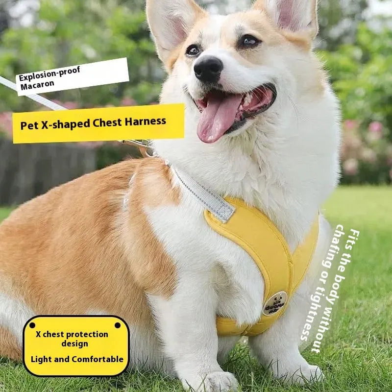 Polyester dog harness and hand-holding lead set in blue, green, pink, or yellow colour options.
