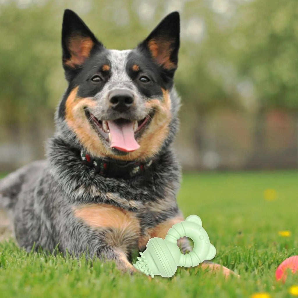 Blue green and pink rubber dog chew toy with textured surface and bell for aggressive chewers and large breeds.