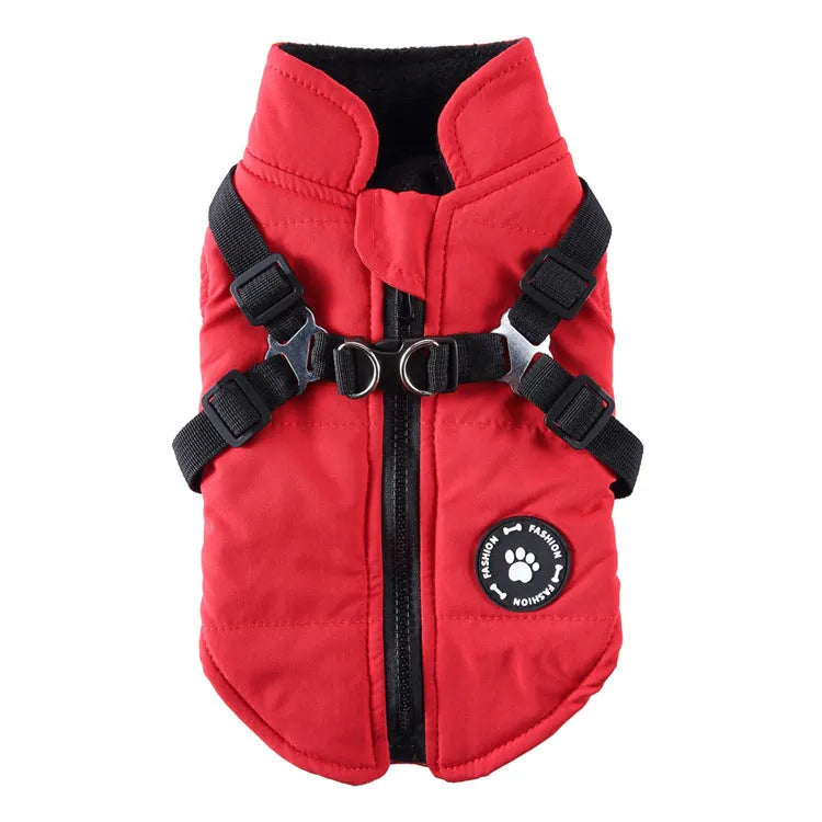 Dog wearing a chest strap cotton-padded jacket in blue.