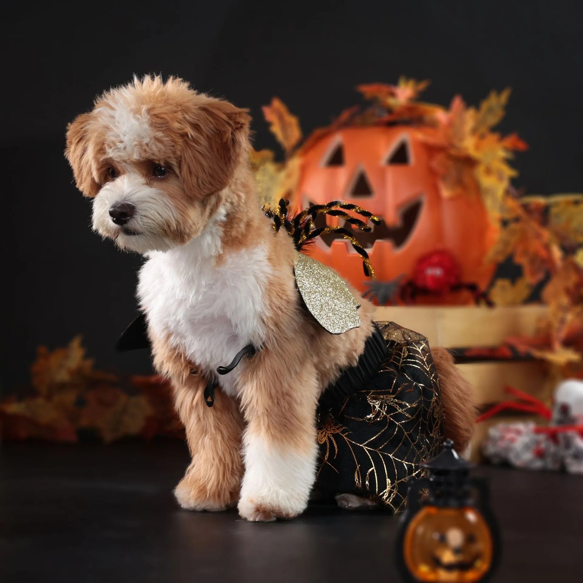 A dog wearing a Halloween suit costume in a single colour, showing the full one-piece polyester outfit.