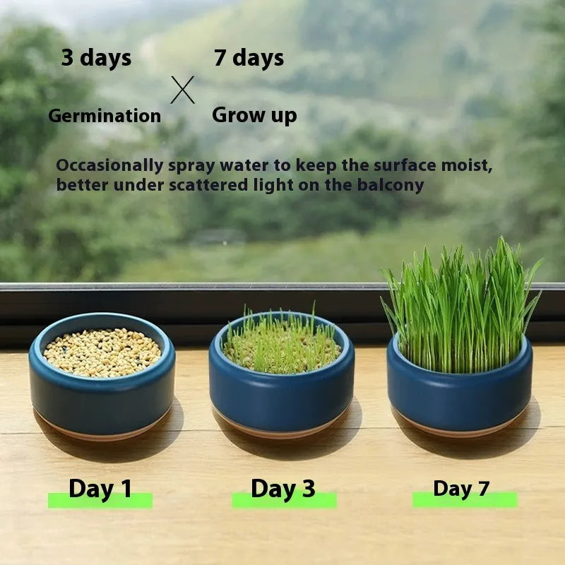 Hydroponic cat grass kit with five biodegradable cups and seed packets in blue, green and yellow colours