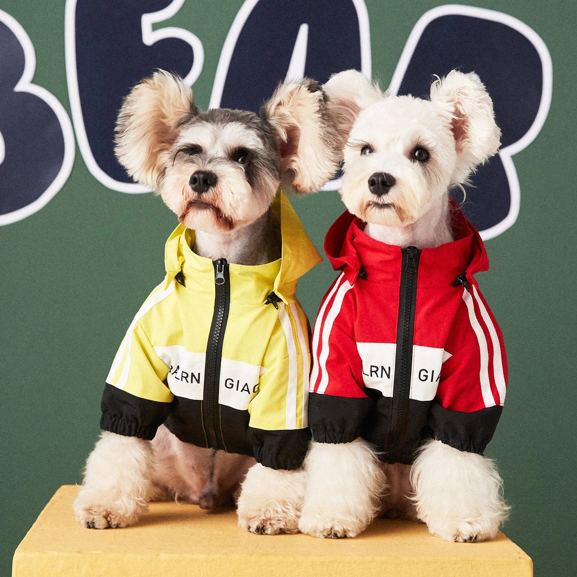Dog wearing a waterproof polyester raincoat jacket in red, sized for small to large dogs