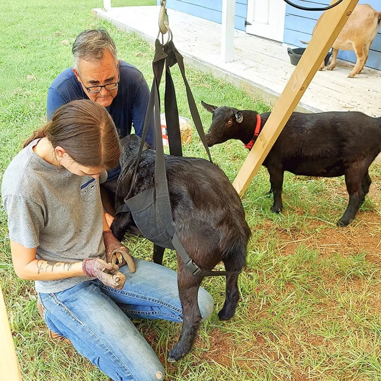 Large black sling for weighing dogs and livestock calves, dimensions 35cm by 150cm.
