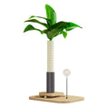 Tall, light brown wooden cat scratching post with a square base and a hanging toy featuring a blue ball.