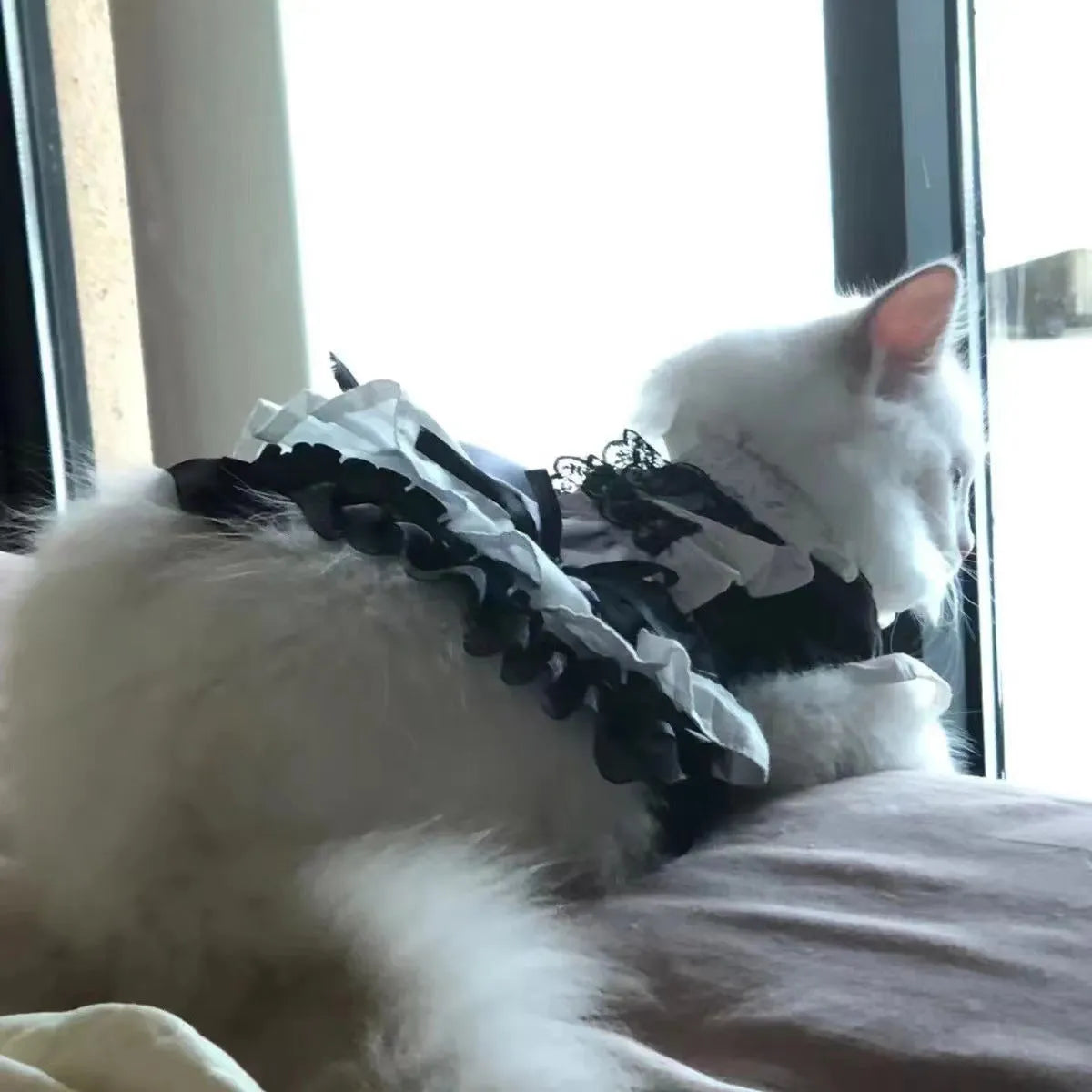 Cat wearing black Lolita princess dress with full polyester skirt in Black Magic Fairy colour