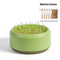 Hydroponic cat grass kit with five biodegradable cups and seed packets in blue, green and yellow colours