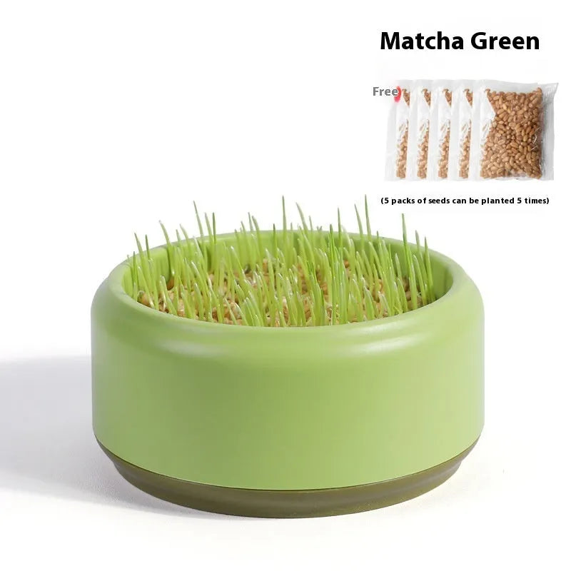 Hydroponic cat grass kit with five biodegradable cups and seed packets in blue, green and yellow colours