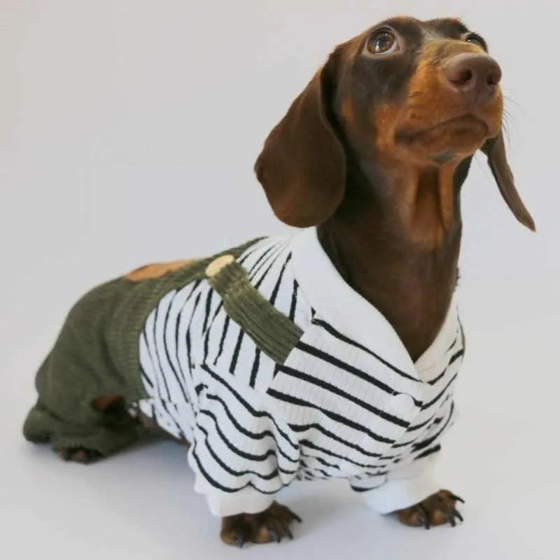 Thin corduroy four-leg pet pants for small dogs in green black white stripes on a light background