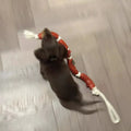 Brown sausage-design hand holding rope for cats, total length 108cm with grip tape